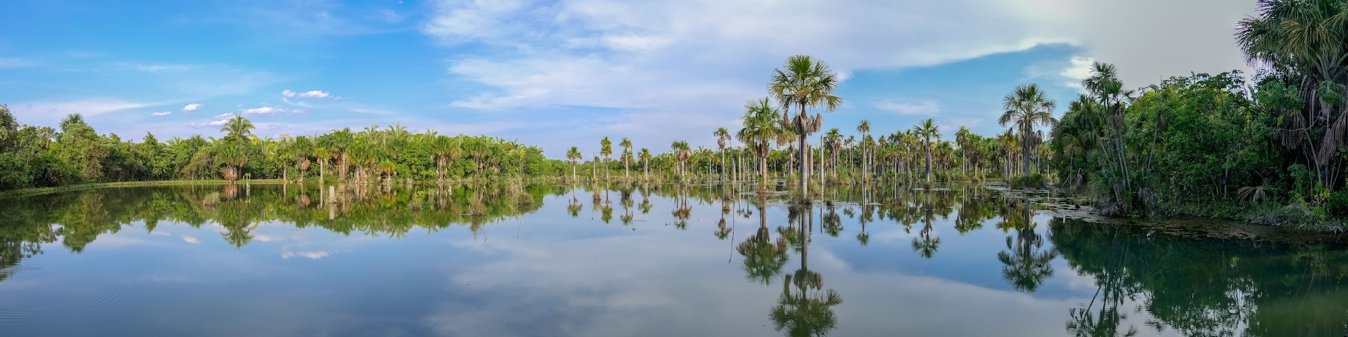 A calm lake with reflections of palm trees and a clear sky.