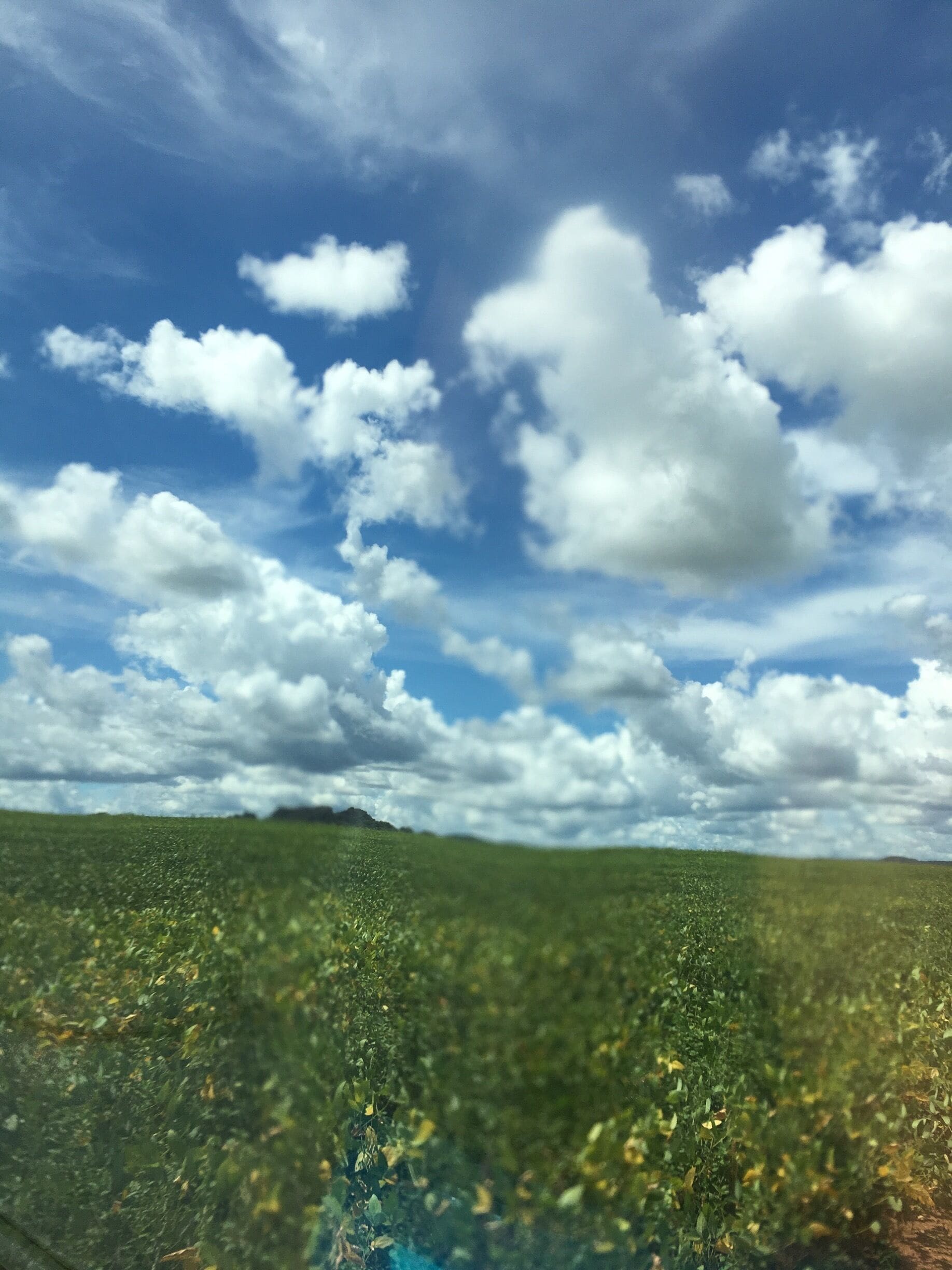 A field of green crops under a partly cloudy sky.