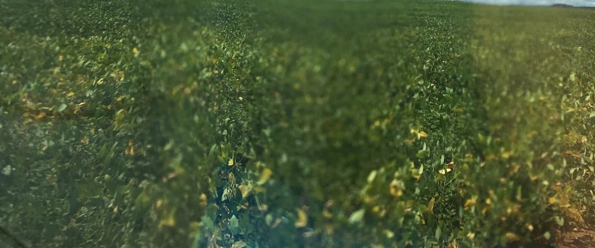 A field of green crops under a partly cloudy sky.