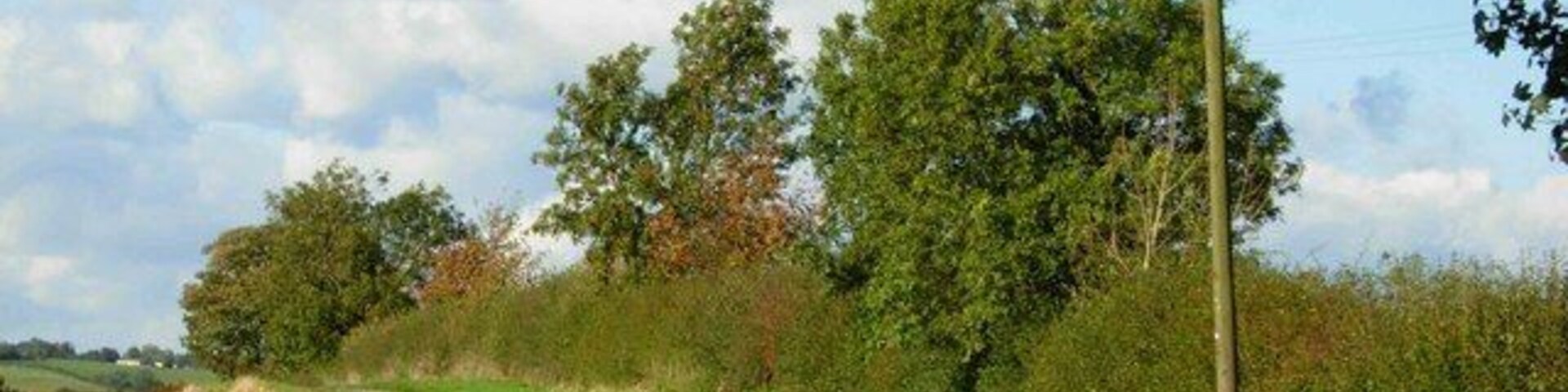 Uma estrada rural serpenteia por um campo, com um poste de eletricidade e árvores ao fundo.