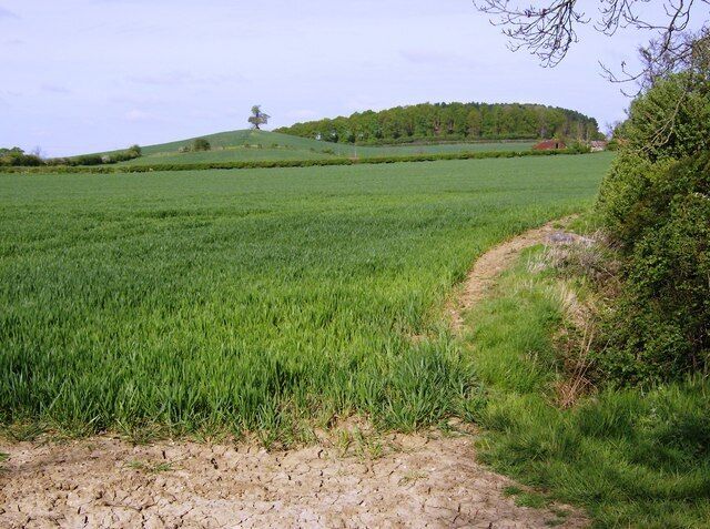 The tree on the hill From a north-south byway, the view west is drawn to the lone tree on the hill, in the next square. In this square, mainly arable farmland with a cereal crop just developing. The hedgerow in the middle distance, which really does slope like that, is roughly the western boundary of the square.