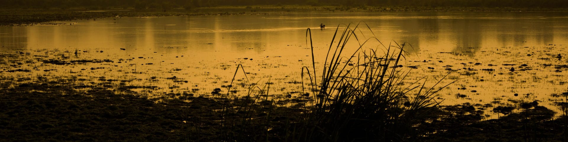 Evergreen rainforest mountains captured during an early foggy morning at Kaziranga National Park, Assam, Northeast, India.