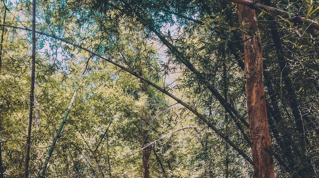 Mother Nature ❤️ mayuri nursery is located between the twin cities of Jadcherla and Mahabubnagar! It has a 1000meters treck, rope way , also a sneak peak in to the jungle through a bridge !!!