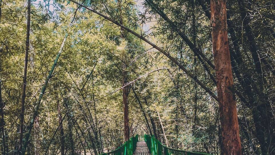 A wooden suspension bridge in a forest.