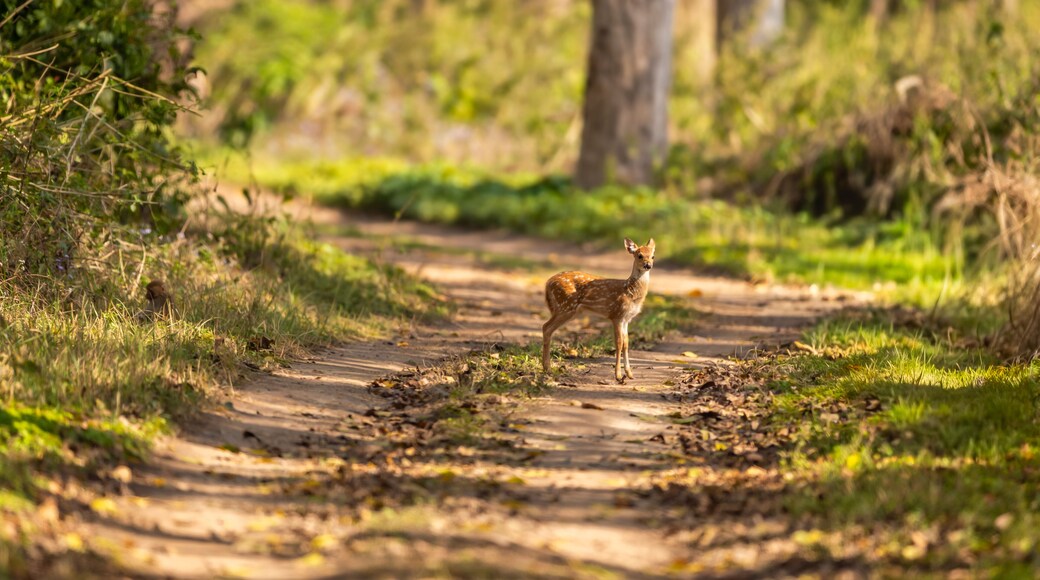 wild spotted deer or chital or axis deer fawn on forest track road block in natural scenic green background in winter season safari at jim corbett national park forest tiger reserve uttarakhand india