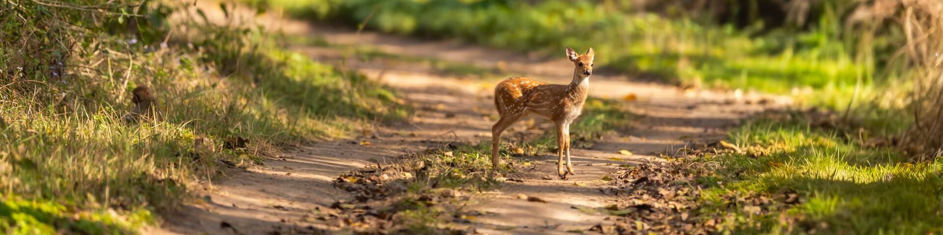 wild spotted deer or chital or axis deer fawn on forest track road block in natural scenic green background in winter season safari at jim corbett national park forest tiger reserve uttarakhand india