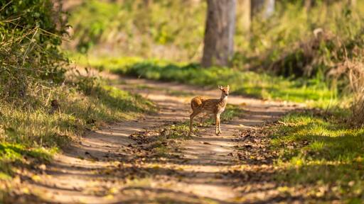 wild spotted deer or chital or axis deer fawn on forest track road block in natural scenic green background in winter season safari at jim corbett national park forest tiger reserve uttarakhand india