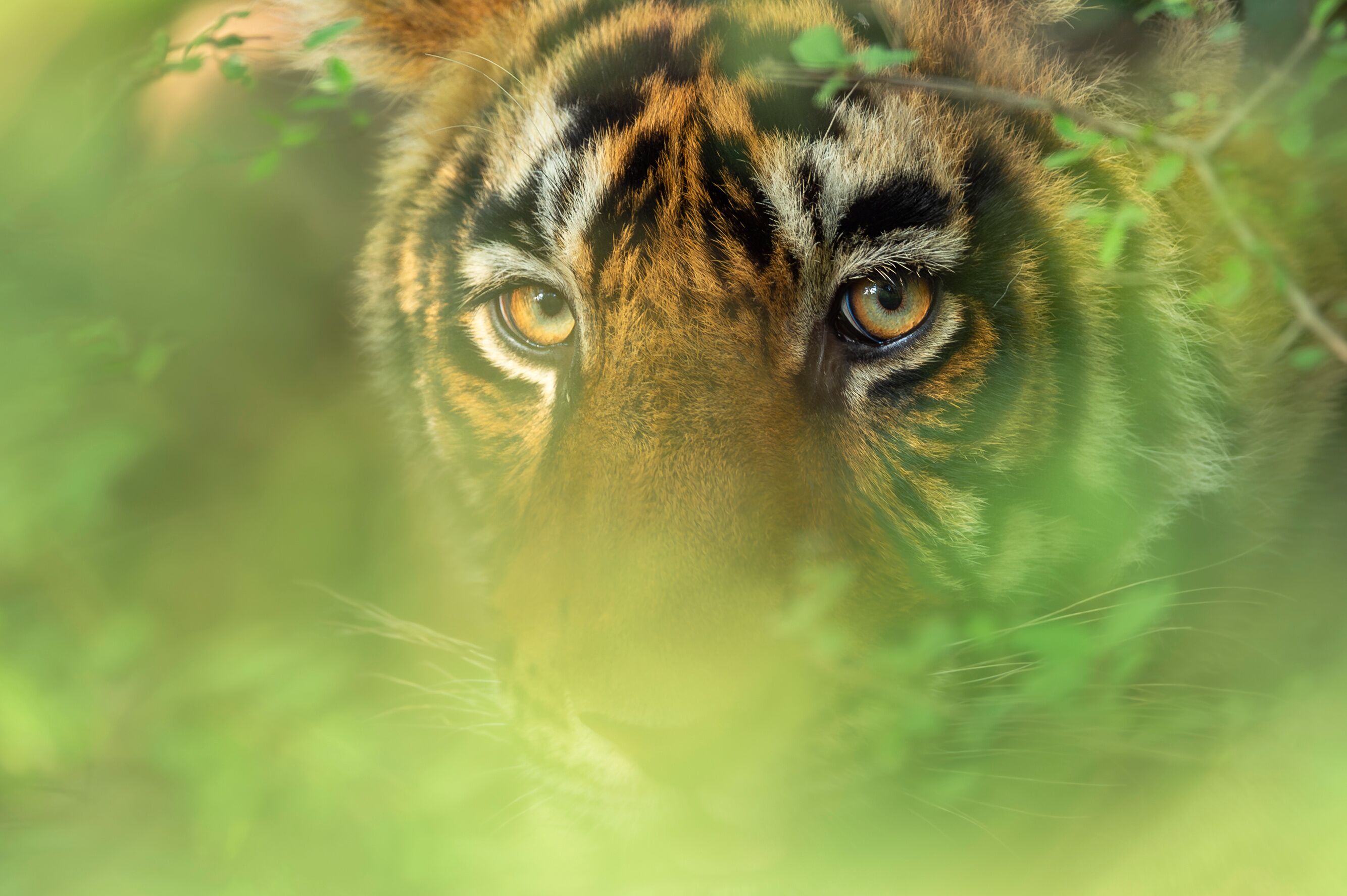 head shot of wild indian male bengal tiger or panthera tigris face tight close up or portait with eye contact and natural green background in wildlife safari at national park forest reserve india asia