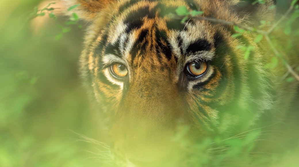head shot of wild indian male bengal tiger or panthera tigris face tight close up or portait with eye contact and natural green background in wildlife safari at national park forest reserve india asia