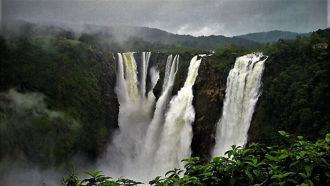 Jog falls in full splendor just after the rains.
The second highest plunge waterfall in India located near Sagara taluka, Shivamogga (Shimoga) district, Karnataka state, India