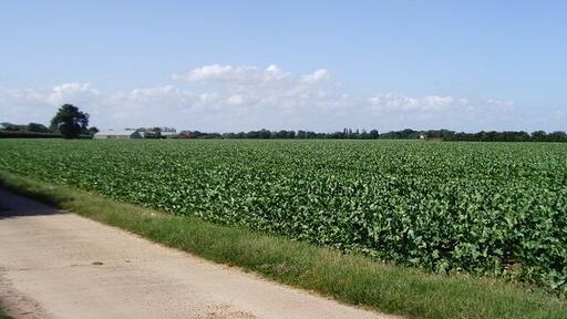 Vegetable field near Great Horkesley Taken from the Essex Way footpath.