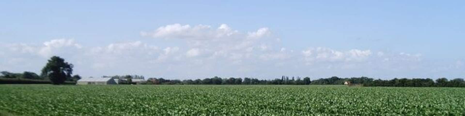 Vegetable field near Great Horkesley Taken from the Essex Way footpath.