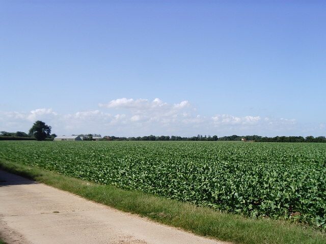 A rural landscape with a dirt road, a green field, and a clear blue sky.
