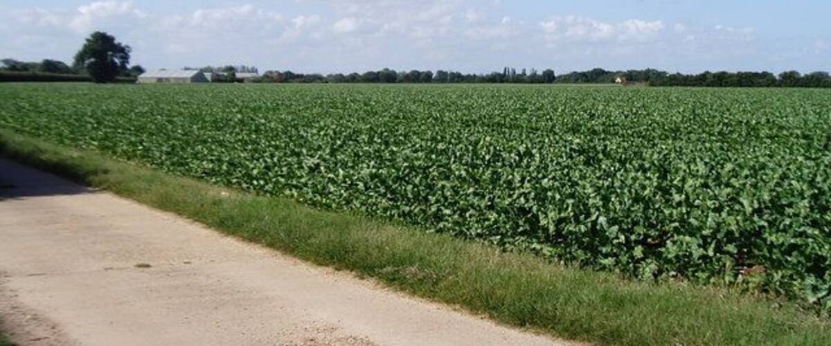 A rural landscape with a dirt road, a green field, and a clear blue sky.