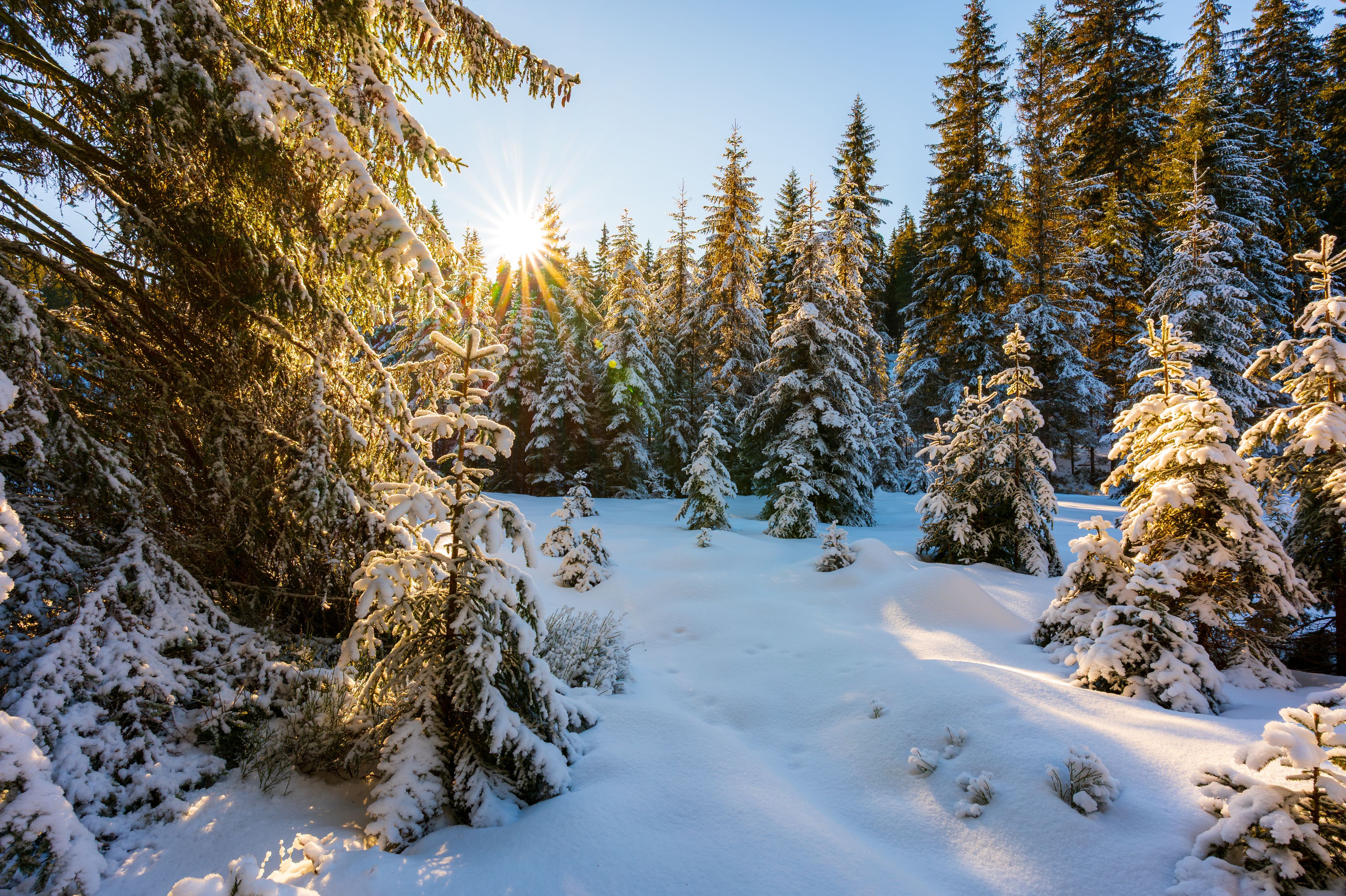 A snow-covered forest with tall evergreen trees and a clear sky.