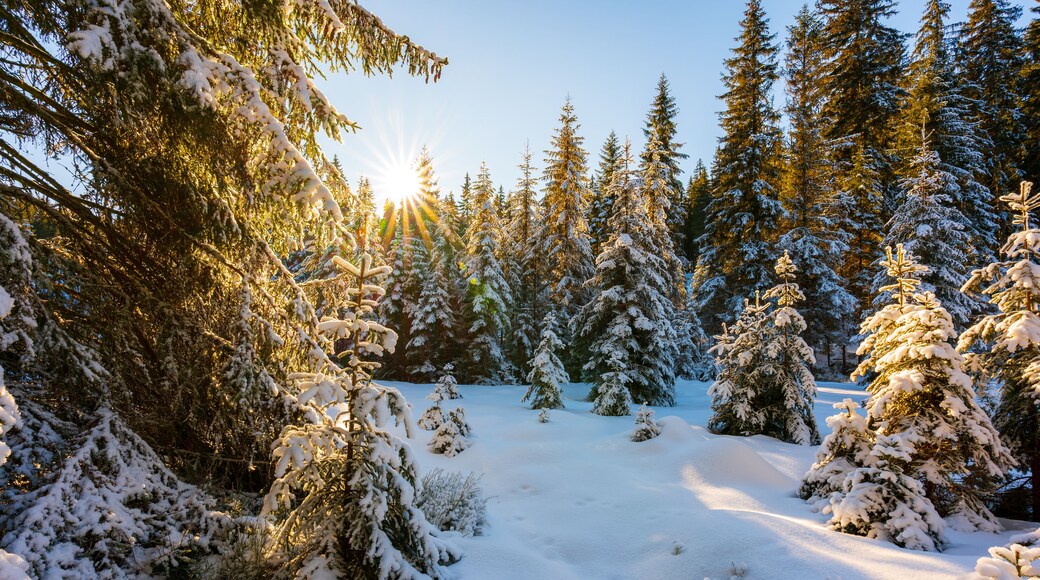 A snow-covered forest with tall evergreen trees and a clear sky.