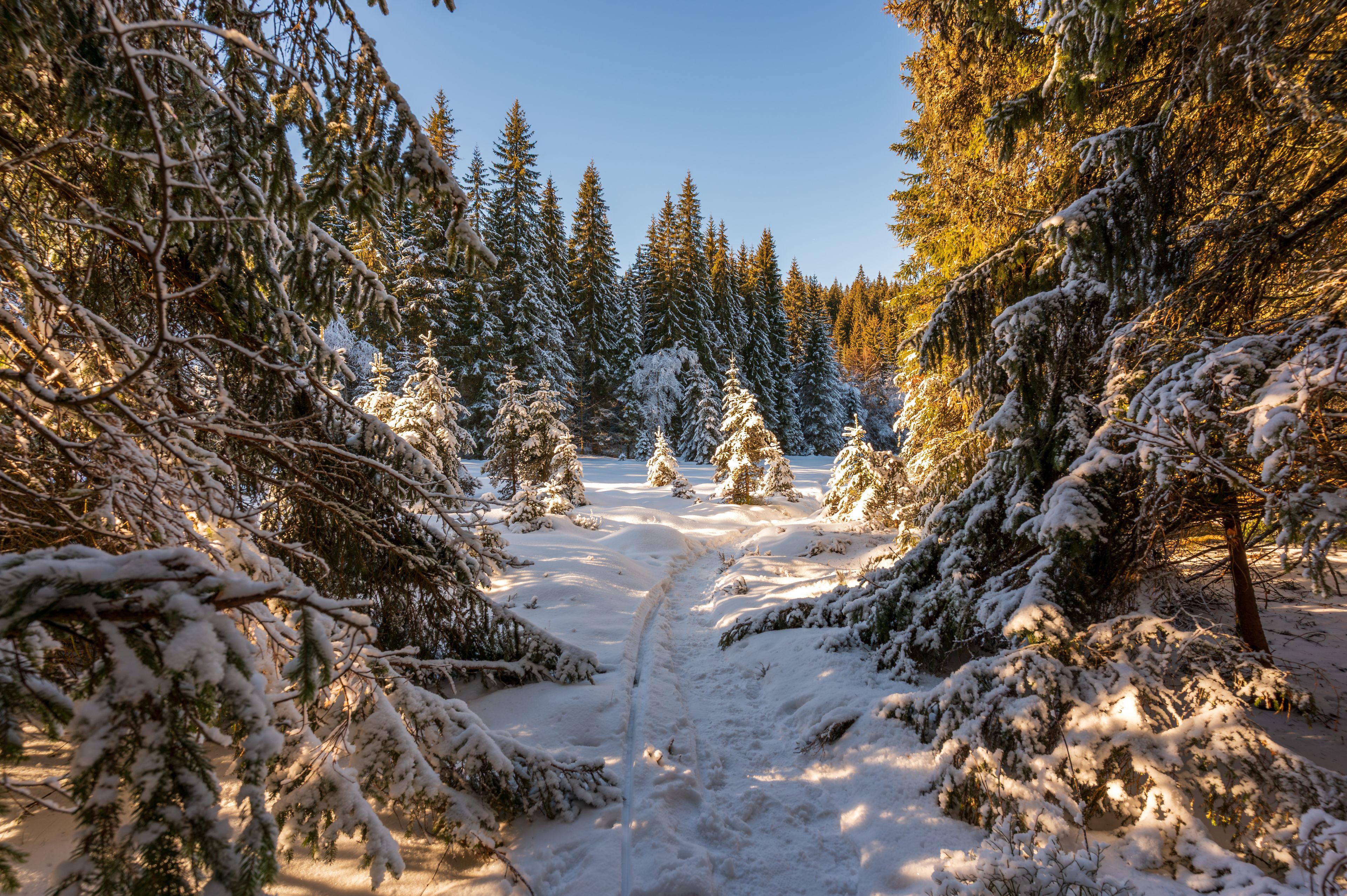 A snow-covered forest path with evergreen trees.