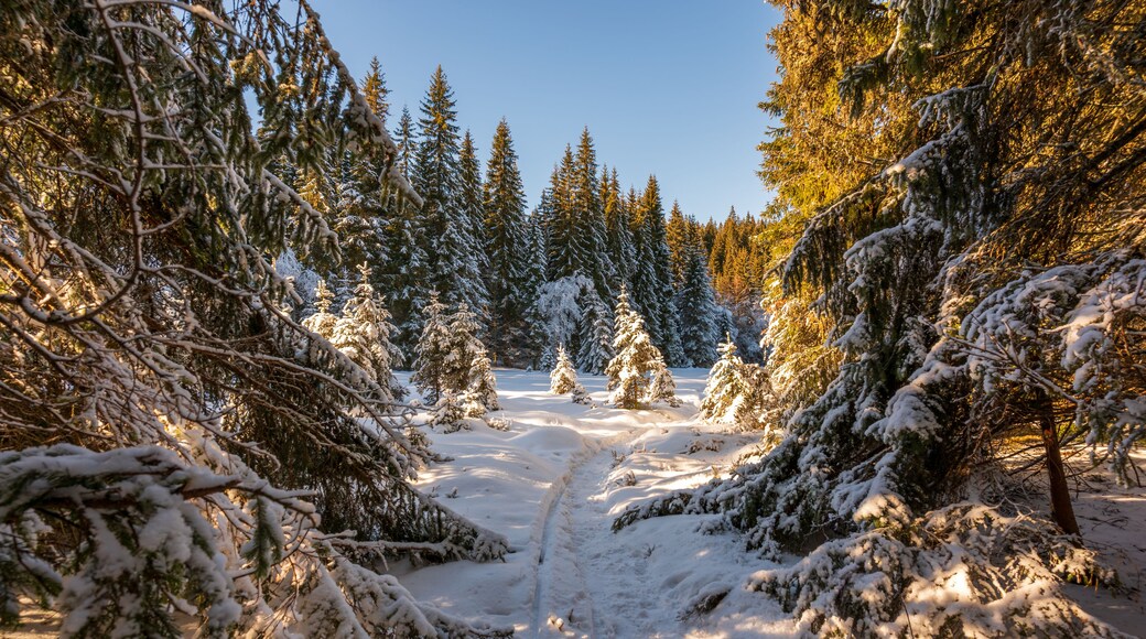 A snow-covered forest path with evergreen trees.