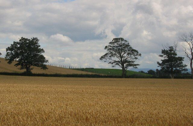 Wheat fields, Bullions. Looking towards a naval supply base.