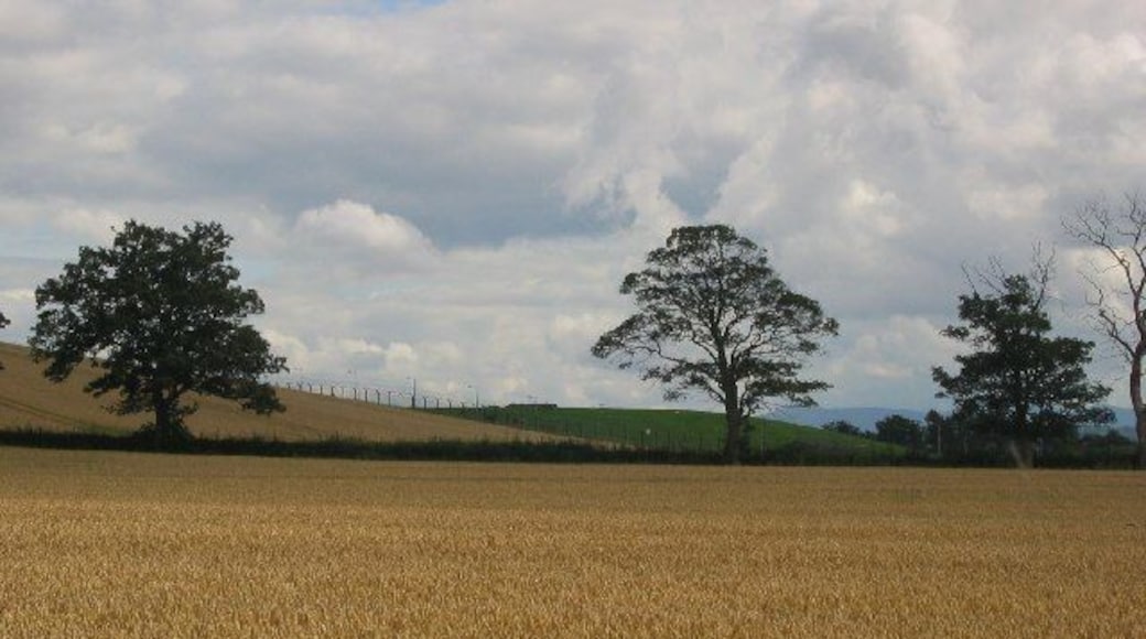 Wheat fields, Bullions. Looking towards a naval supply base.