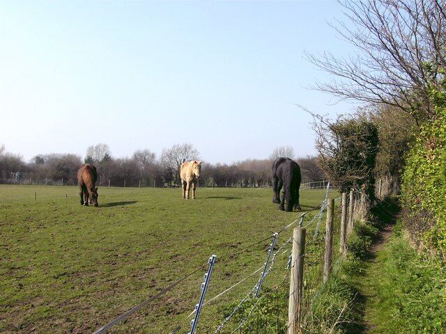 Horses feeding Taken a little further along the Wanderlust way, these three horses were feeding quietly in the spring sunshine.