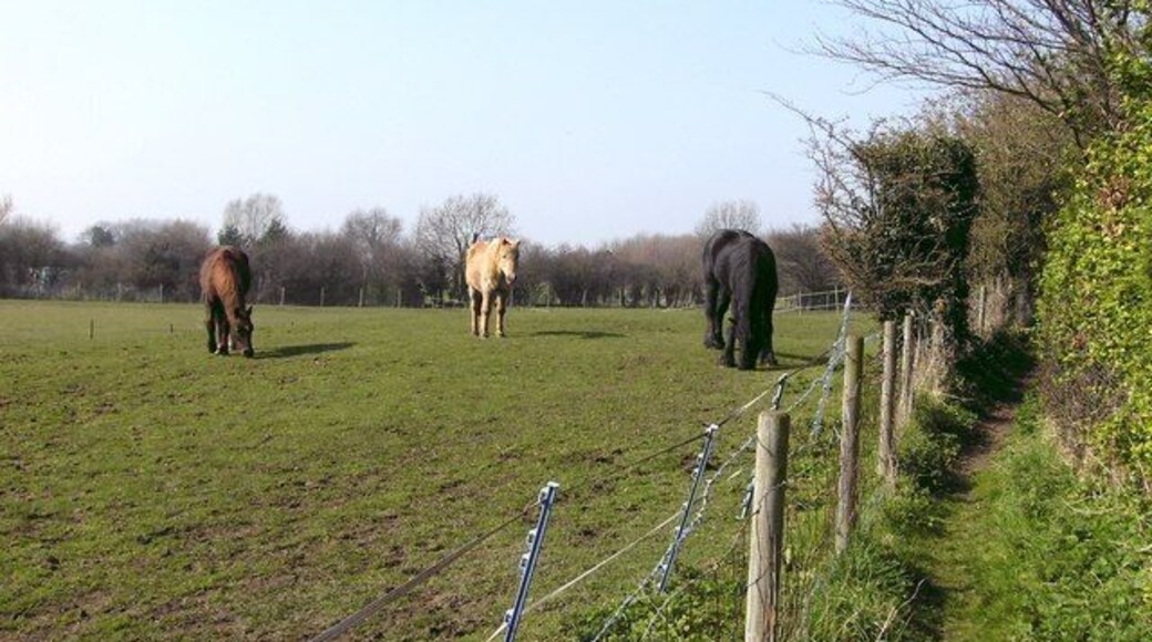 Horses feeding Taken a little further along the Wanderlust way, these three horses were feeding quietly in the spring sunshine.