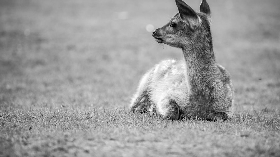Marselisborg dyrehave. Aarhus, Denmark