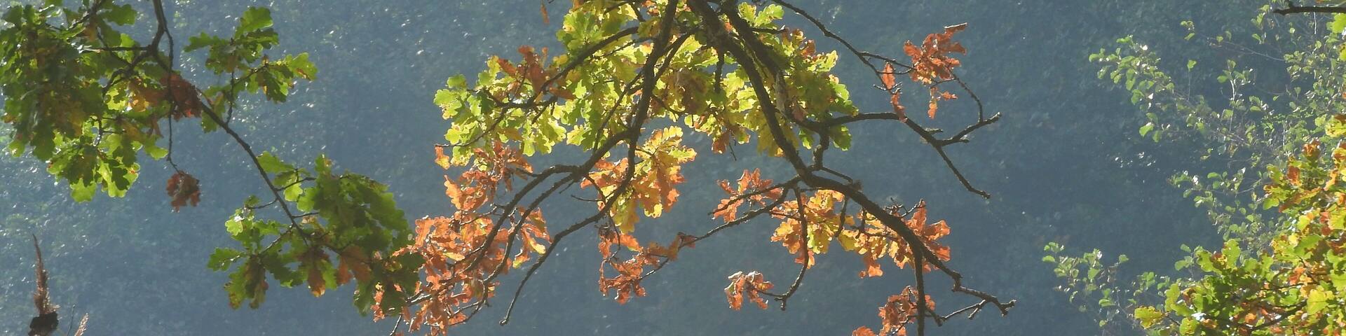 A forest with autumn leaves and tall grasses.