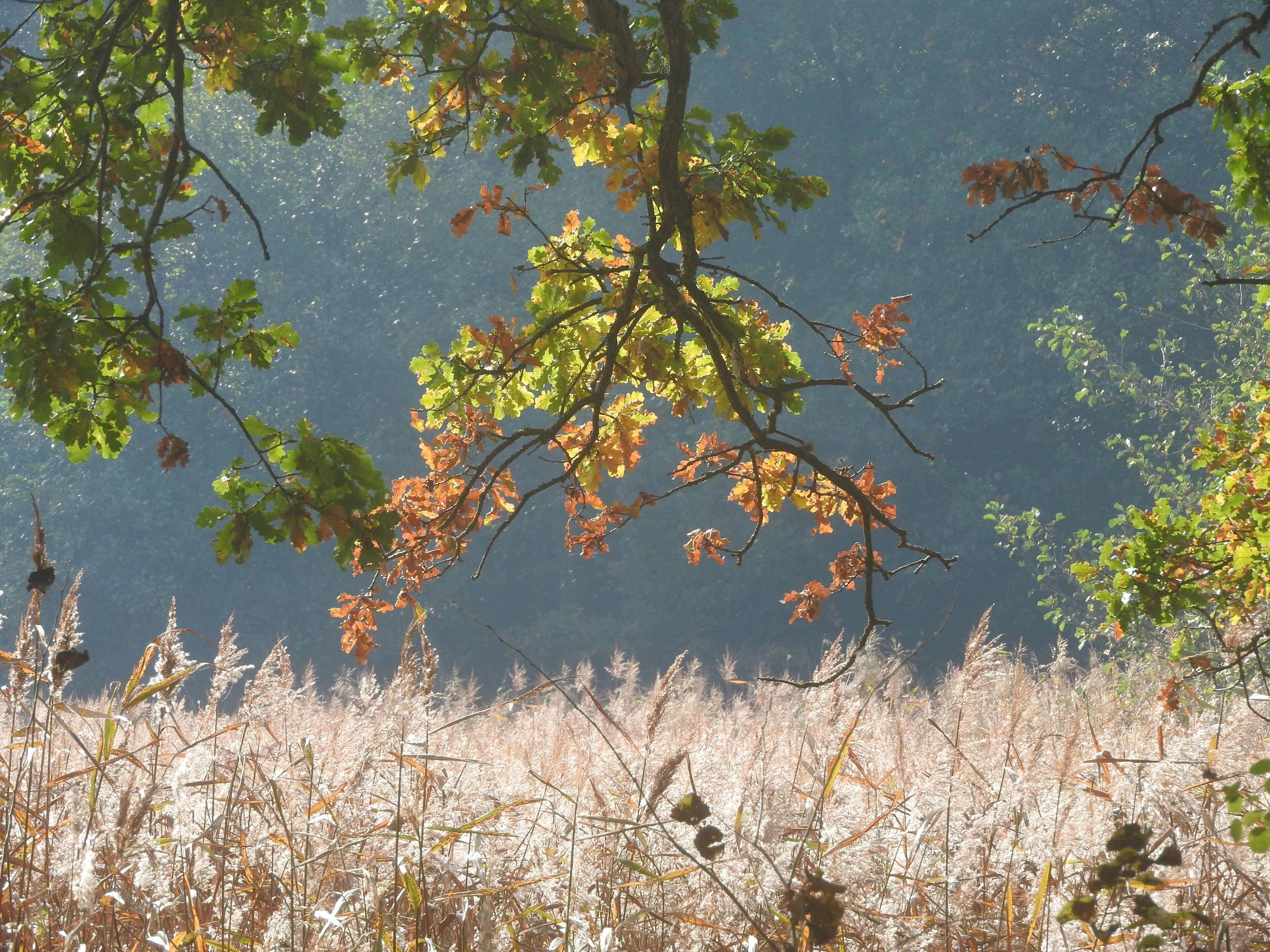 A forest with autumn leaves and tall grasses.