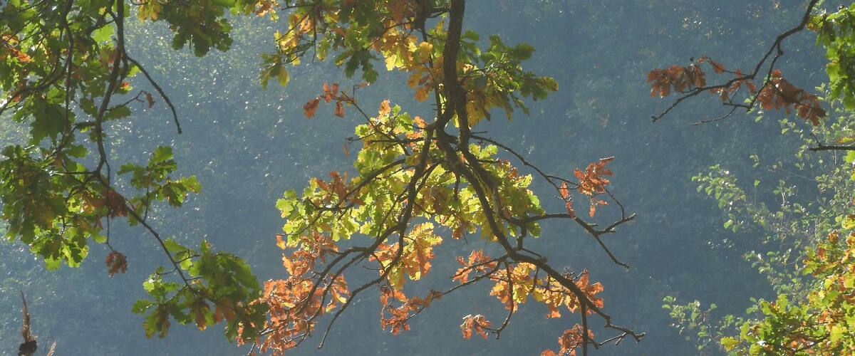 A forest with autumn leaves and tall grasses.