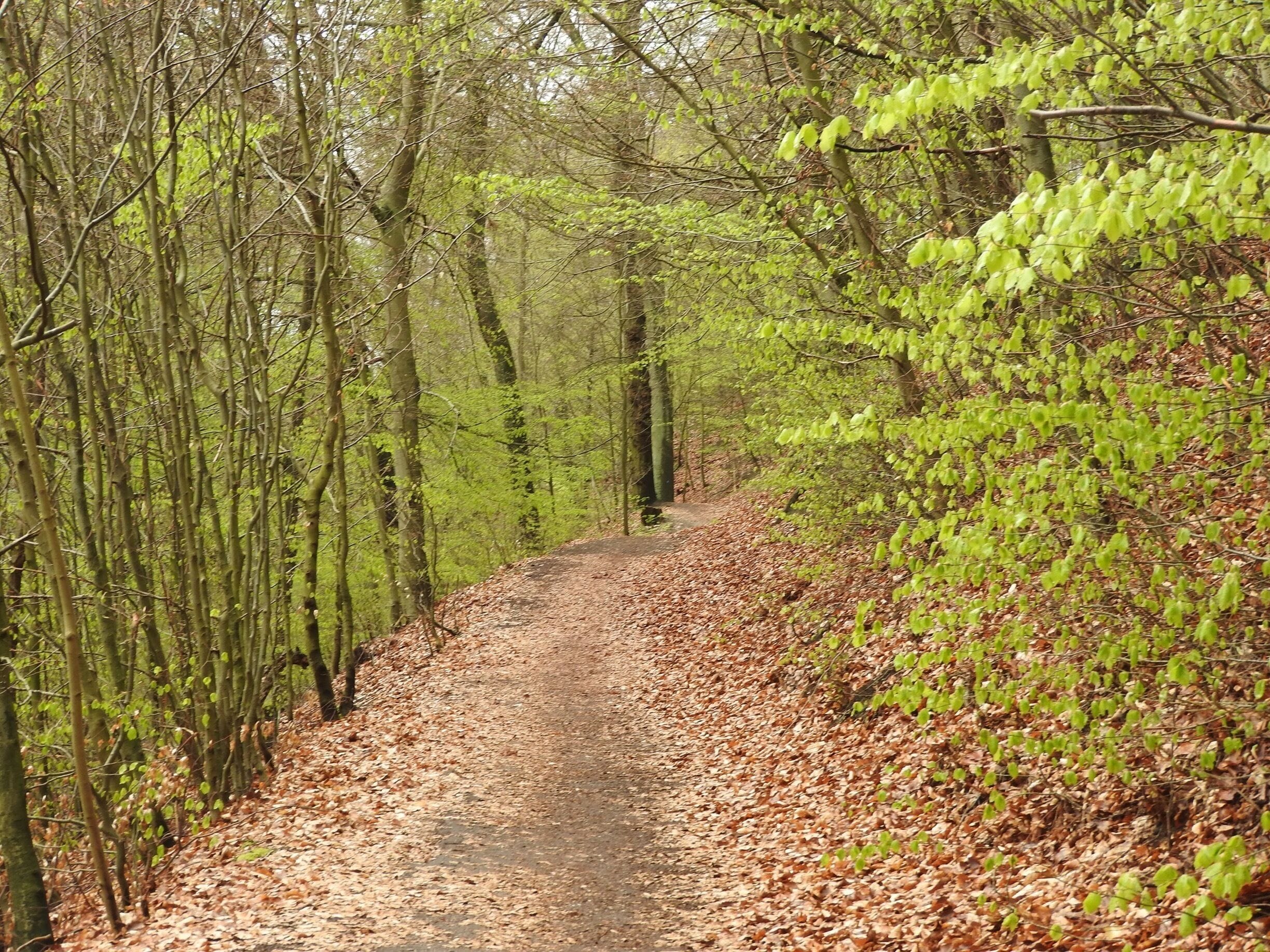 Nature is getting green - at last #Green Photo Sweepstakes