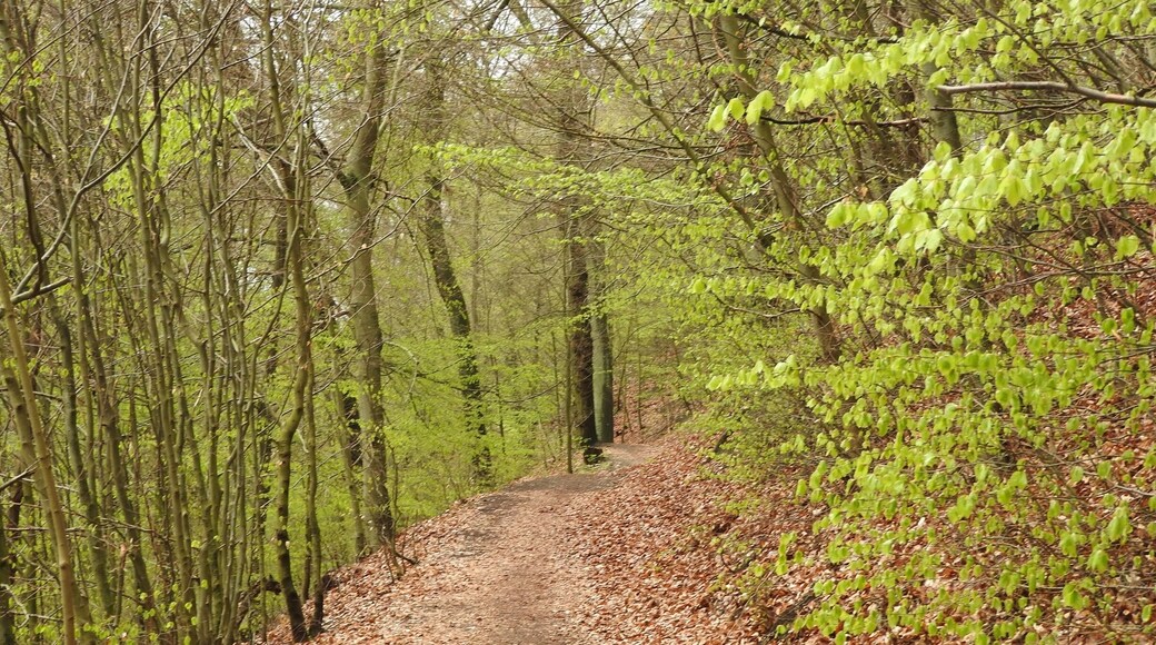 Nature is getting green - at last #Green Photo Sweepstakes