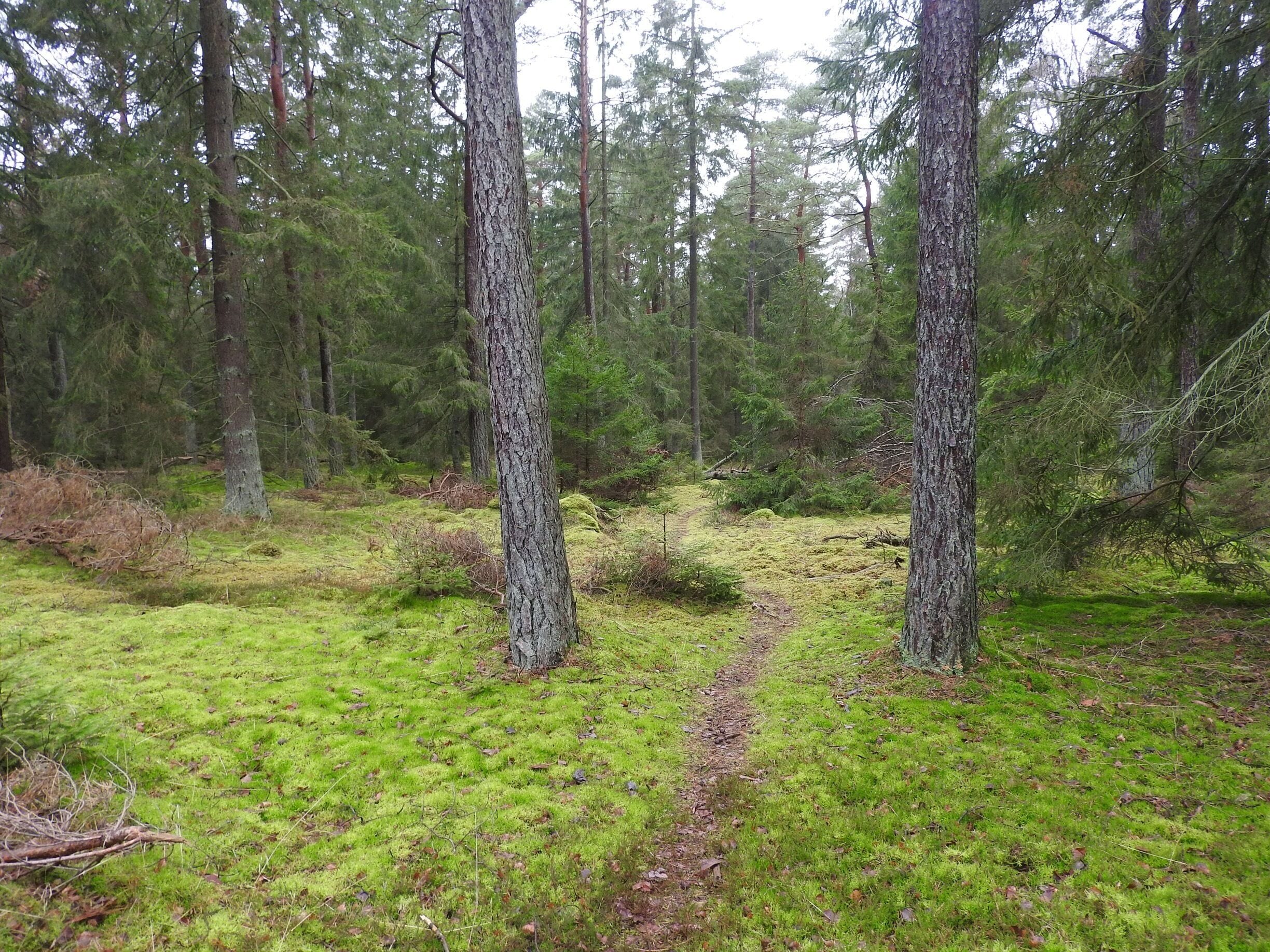 Winter green #Green Photo Sweeptakes