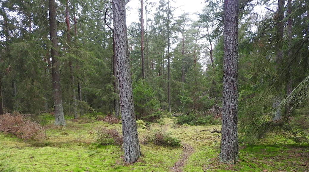 Winter green #Green Photo Sweeptakes