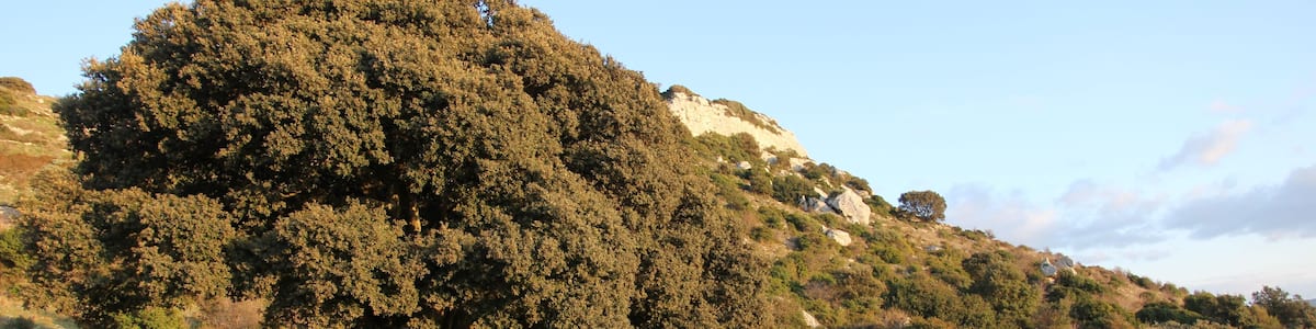 Ossi - Necropoli di Mesu 'e Montes - https://it.wikipedia.org/wiki/Necropoli_di_Mesu_%27e_Montes