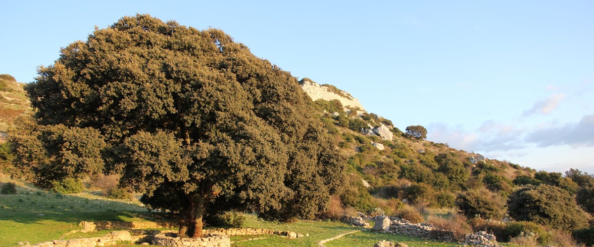 Ossi - Necropoli di Mesu 'e Montes - https://it.wikipedia.org/wiki/Necropoli_di_Mesu_%27e_Montes