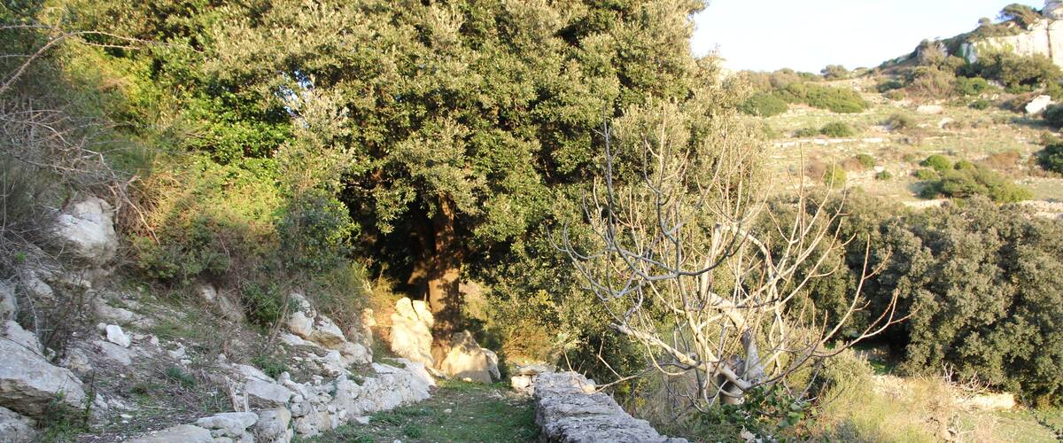 A stone pathway leading through a wooded area with trees and rocky terrain.