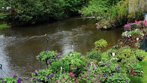 Les floralies de Saint-Jean-de-Côle