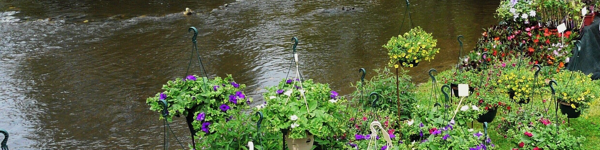 Les floralies de Saint-Jean-de-Côle