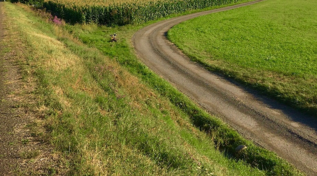 Lovely bike track up the valley from Lourdes. Sporty types can continue over numerous passes made famous by Le Tour.