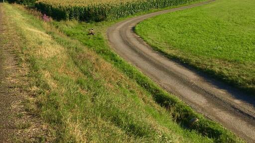 Lovely bike track up the valley from Lourdes. Sporty types can continue over numerous passes made famous by Le Tour.