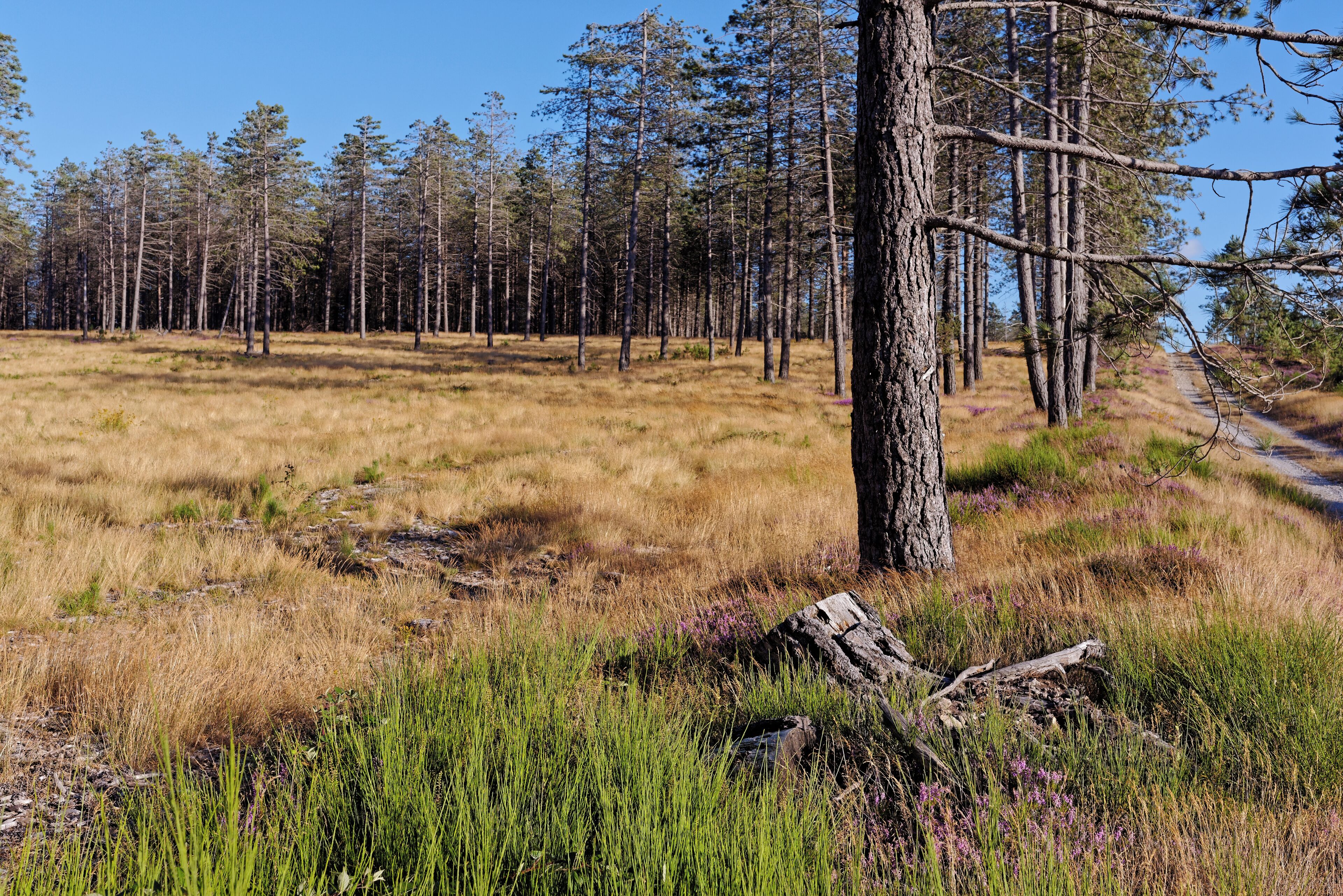 Forest in Haut-Languedoc, Rosis