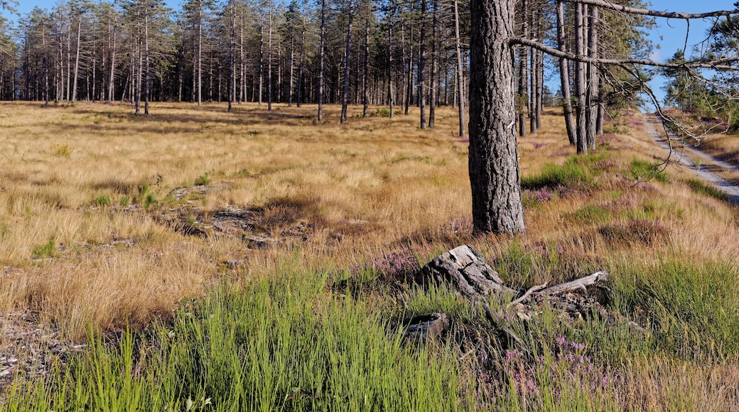 Forest in Haut-Languedoc, Rosis