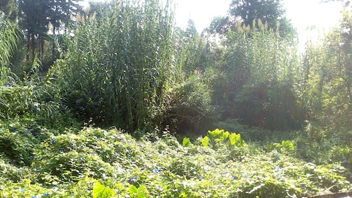 Parque Natural do Alcornocales. Centro do Visitantes "Huerta Grande", Algeciras (Cádiz).