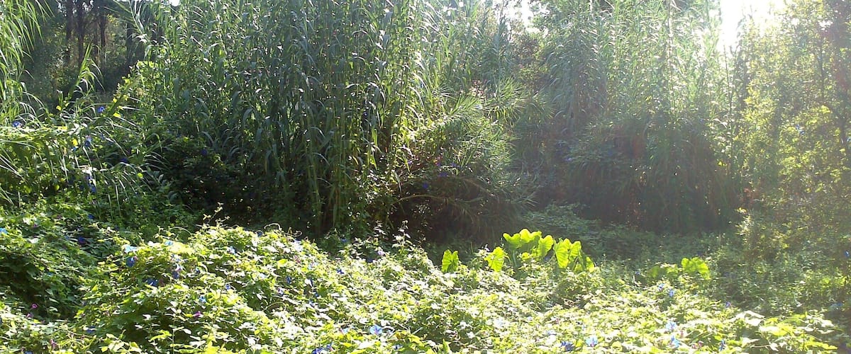A dense, green forest with tall grasses and various shrubs.