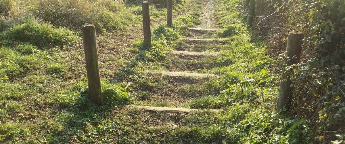 A wooden pathway through a grassy area with flowering bushes.