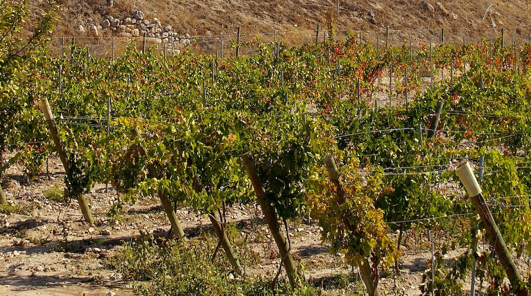 Ruins of the church of St. Peter of Aldealbar, Valladolid, Spain. Vineyards can be seen on the foreground.