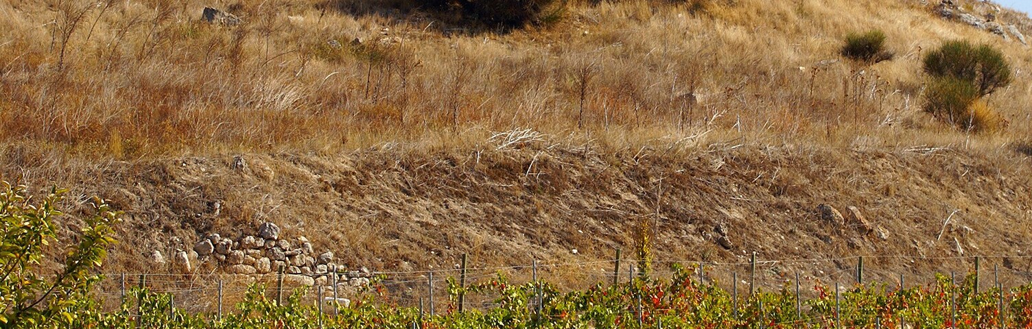 Ruins of the church of St. Peter of Aldealbar, Valladolid, Spain. Vineyards can be seen on the foreground.