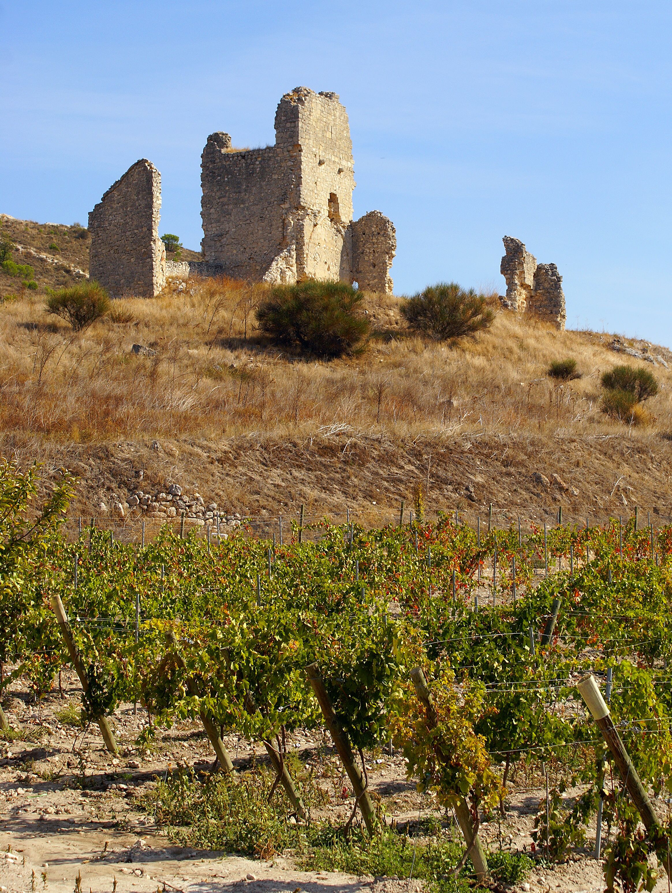 A vineyard with grapevines and a ruined stone structure on a hillside.