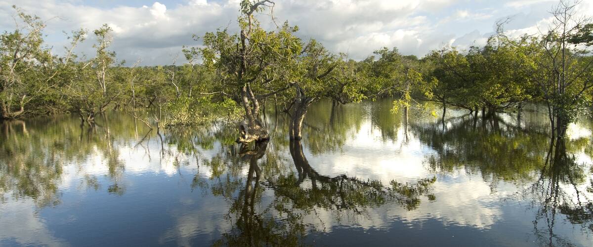 A calm water body surrounded by dense mangrove trees under a partly cloudy sky.